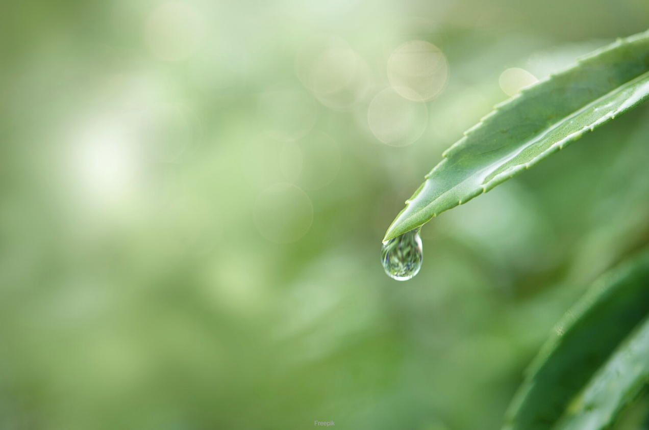 green plants leaf with water droplet