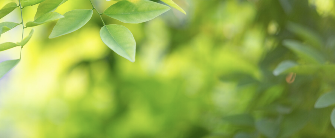 Green plants leaves light yellow white sunny garden